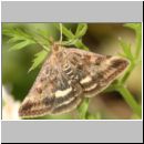 Pyrausta despicata - Olivbrauner Zuensler 03.jpg